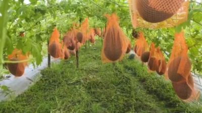 নাচোলে অসময়ে তরমুজ চাষে বাজিমাত শরিফুলের