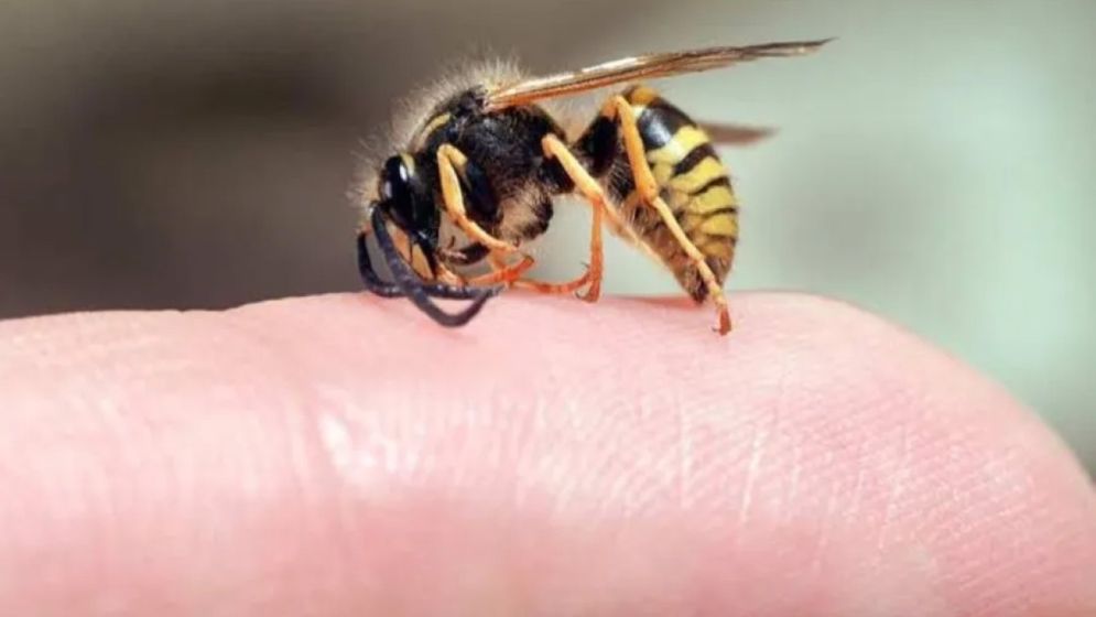 ভিমরুল কামড়ালে কী করবেন