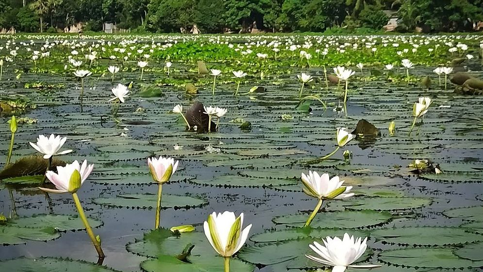 সবুজ পাতার উপর সৌন্দর্য ছড়াচ্ছে সাদা শাপলা
