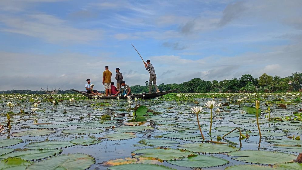 সবুজ পাতার উপর সৌন্দর্য ছড়াচ্ছে সাদা শাপলা