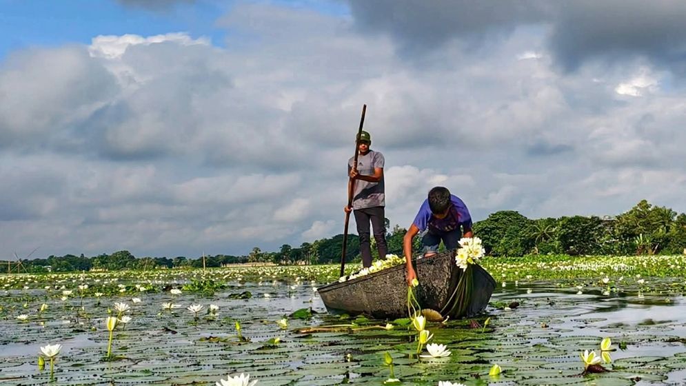 সবুজ পাতার উপর সৌন্দর্য ছড়াচ্ছে সাদা শাপলা