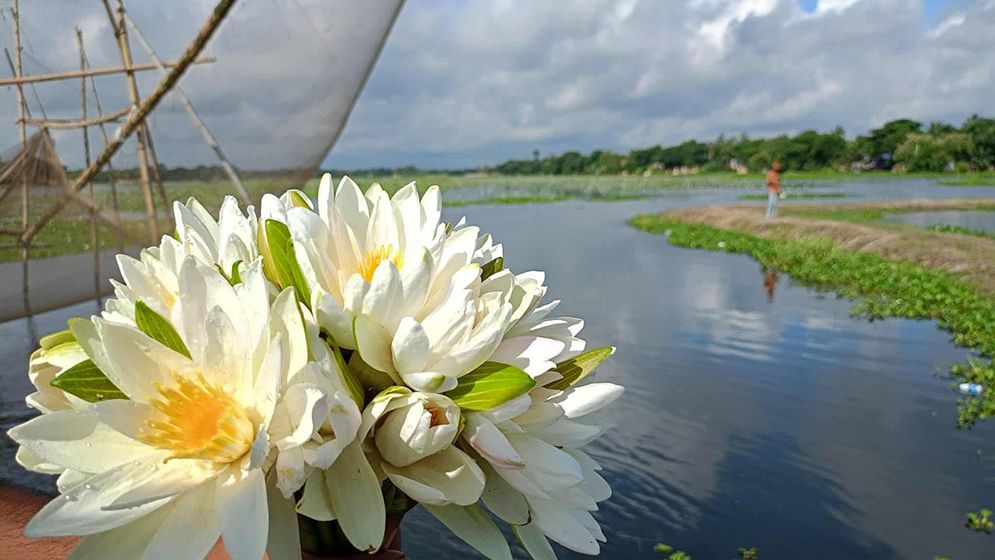 সবুজ পাতার উপর সৌন্দর্য ছড়াচ্ছে সাদা শাপলা