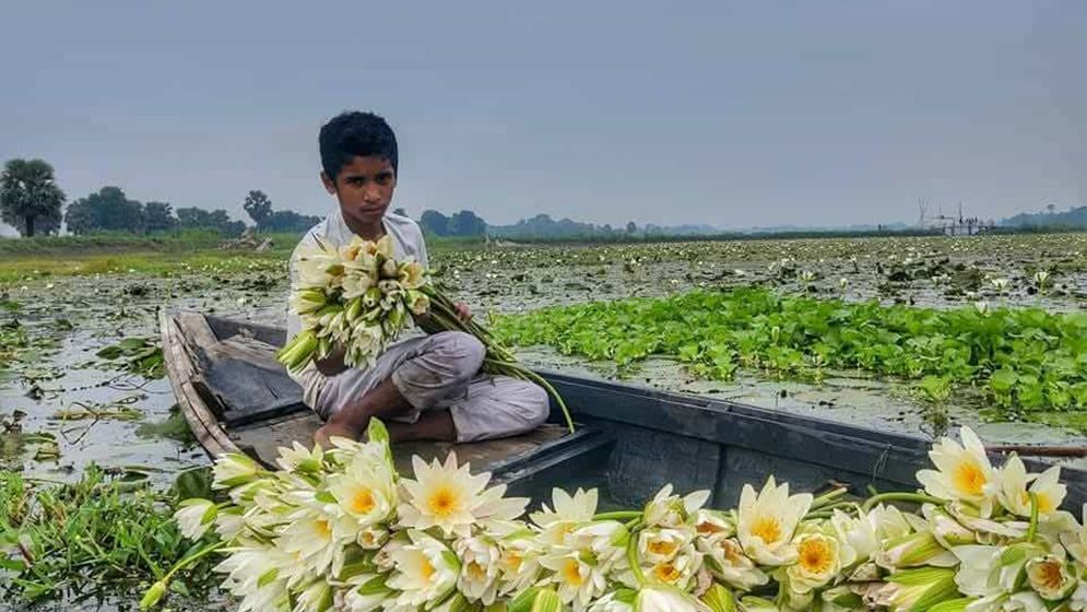 সবুজ পাতার উপর সৌন্দর্য ছড়াচ্ছে সাদা শাপলা