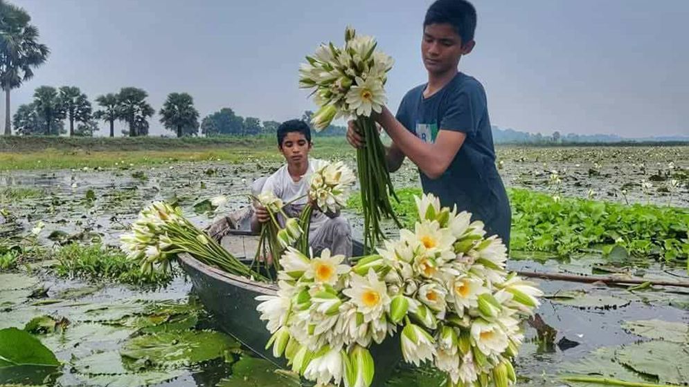 সবুজ পাতার উপর সৌন্দর্য ছড়াচ্ছে সাদা শাপলা