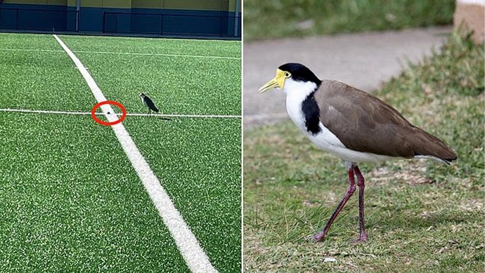 পাখি ডিম পাড়ায় মাঠ বন্ধ হলো এক মাস!