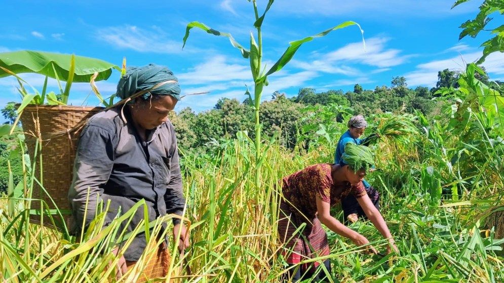 বান্দরবানে জুমের ধান কাটা শুরু, পাহাড়ে লেগেছে সোনালি রং