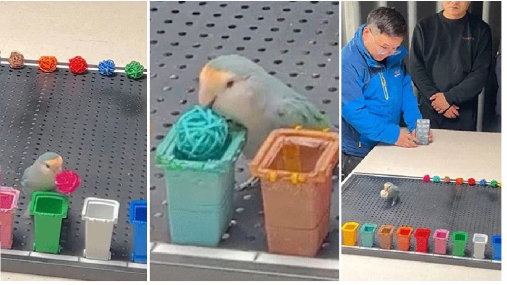 রং বেছে গিনেস রেকর্ডে চীনা টিয়া