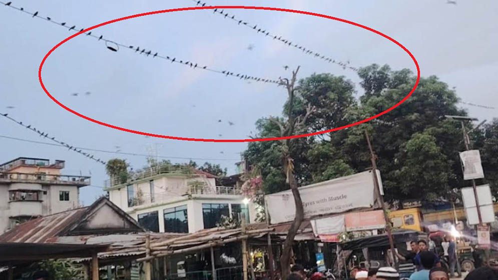 নড়াইলে পাখির আবাসস্থল নষ্ট করার অভিযোগে ব্যবসায়ীকে জরিমানা