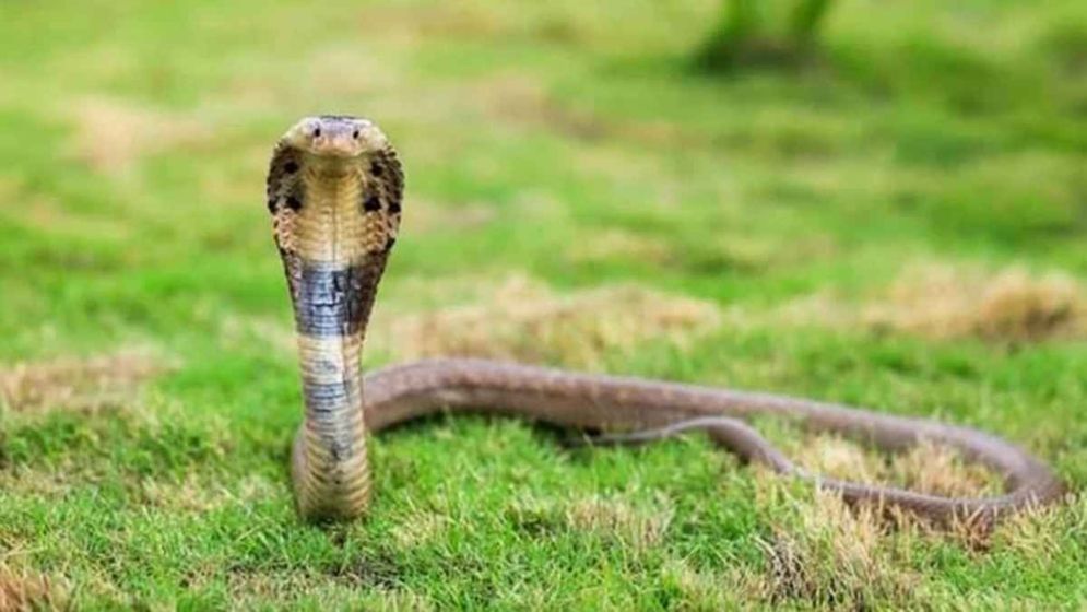 মরা সাপ কামড়াতে পারে?