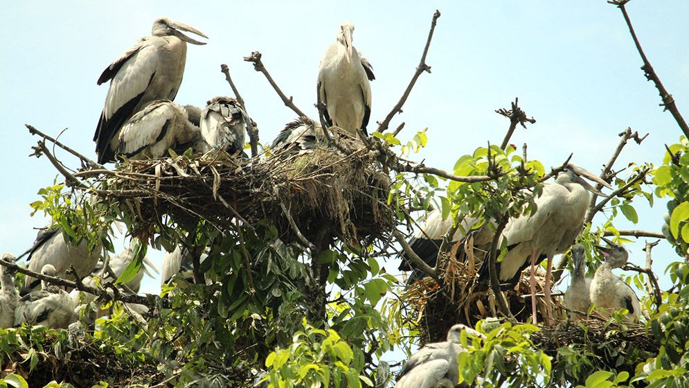 গাছপালার চূড়ায় বাসা বেঁধেছে ঝাঁকে ঝাঁকে শামুকখোল পাখি