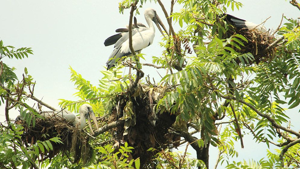 গাছপালার চূড়ায় বাসা বেঁধেছে ঝাঁকে ঝাঁকে শামুকখোল পাখি