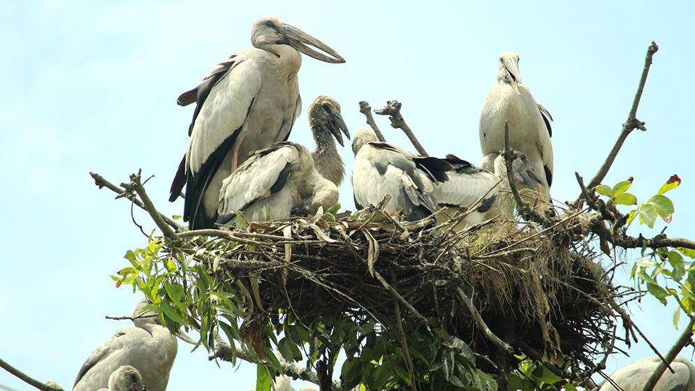 গাছপালার চূড়ায় বাসা বেঁধেছে ঝাঁকে ঝাঁকে শামুকখোল পাখি