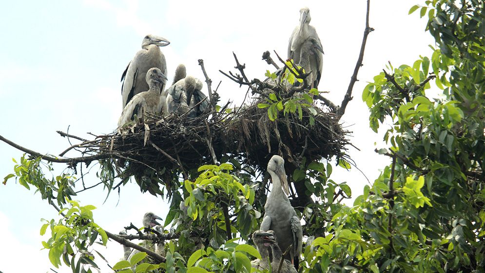 গাছপালার চূড়ায় বাসা বেঁধেছে ঝাঁকে ঝাঁকে শামুকখোল পাখি