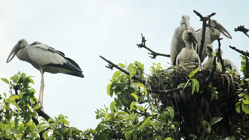 গাছপালার চূড়ায় বাসা বেঁধেছে ঝাঁকে ঝাঁকে শামুকখোল পাখি