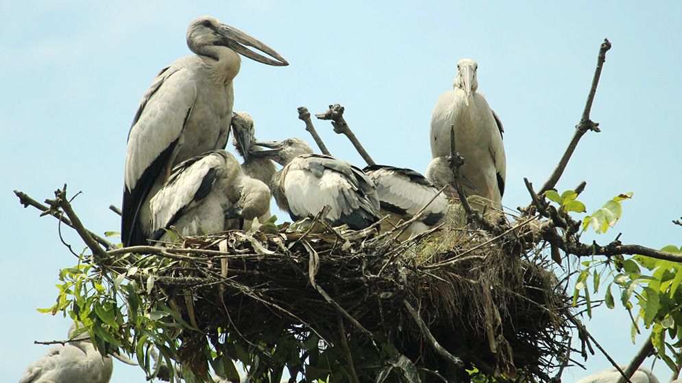 গাছপালার চূড়ায় বাসা বেঁধেছে ঝাঁকে ঝাঁকে শামুকখোল পাখি