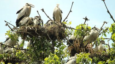গাছপালার চূড়ায় বাসা বেঁধেছে ঝাঁকে ঝাঁকে শামুকখোল পাখি