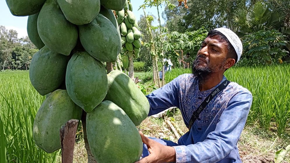 ধানখেতের আইলে মাহমুদুলের মাসিক আয় ৬ হাজার ৪শ টাকা