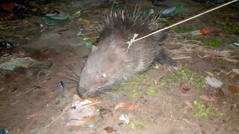 বিরল প্রজাতির সজারু উদ্ধার