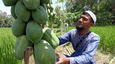 ধানখেতের আইলে মাহমুদুলের মাসিক আয় ৬ হাজার ৪শ টাকা