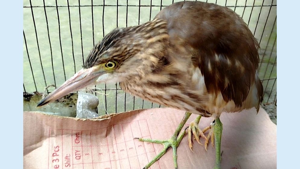 ফুলবাড়ীতে মিলল ৪ পা বিশিষ্ট বক