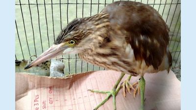 ফুলবাড়ীতে মিলল ৪ পা বিশিষ্ট বক