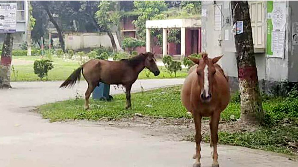 ঘোড়ার কামড়ে আহত ২০