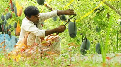 অসময়ে তরমুজ চাষে কৃষক নিরাঞ্জনের বাজিমাত
