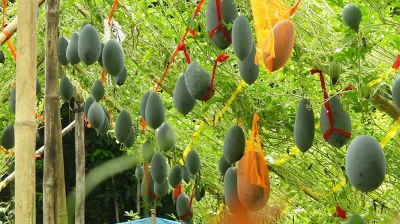 নিরাঞ্জনের জমিতে অসময়ে শোভা পাচ্ছে কালো রঙের তরমুজ