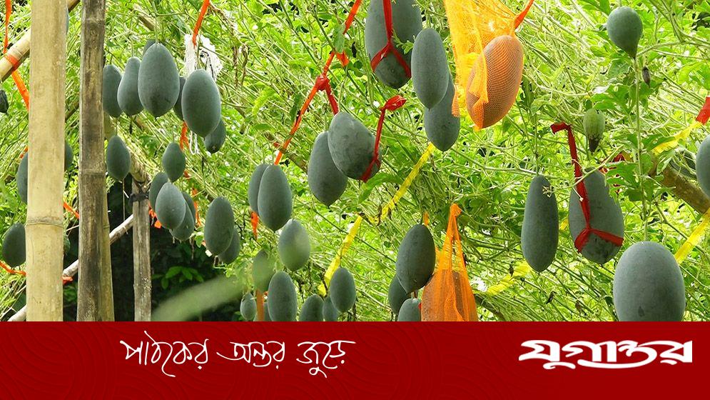 নিরাঞ্জনের জমিতে অসময়ে শোভা পাচ্ছে কালো রঙের তরমুজ
