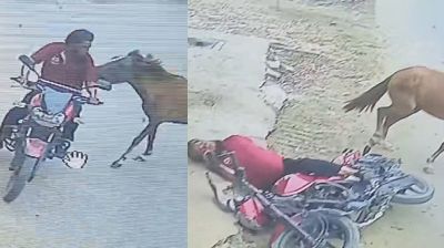 ২০ জনকে কামড়ানো সেই ঘোড়াটির মৃত্যু