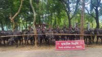 সীমান্তে ৩০ ভারতীয় মহিষ জব্দ