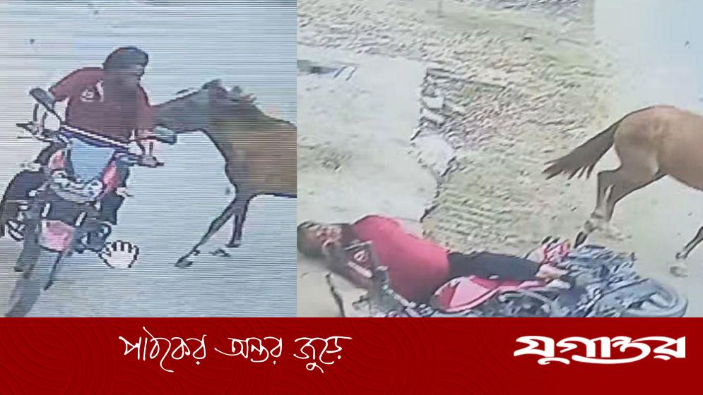 ২০ জনকে কামড়ানো সেই ঘোড়াটির মৃত্যু