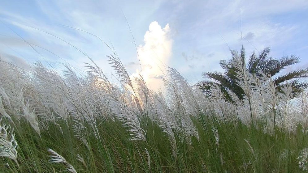 শরতের স্নিগ্ধতা ছড়াচ্ছে শ্বেত-শুভ্র কাশফুল