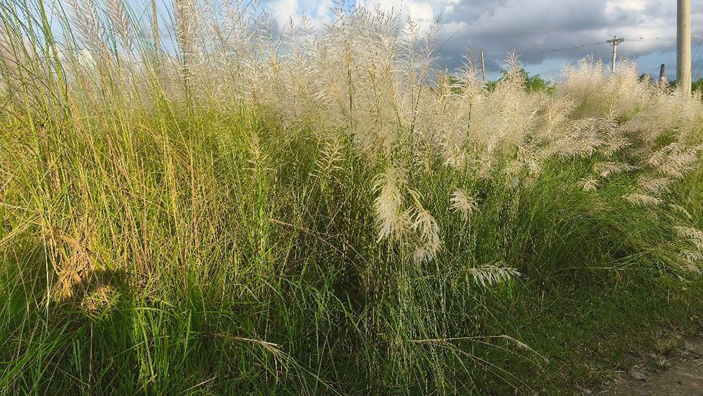 শরতের স্নিগ্ধতা ছড়াচ্ছে শ্বেত-শুভ্র কাশফুল