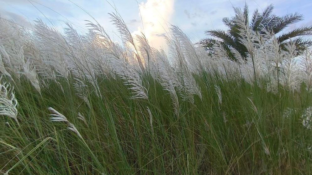 শরতের স্নিগ্ধতা ছড়াচ্ছে শ্বেত-শুভ্র কাশফুল