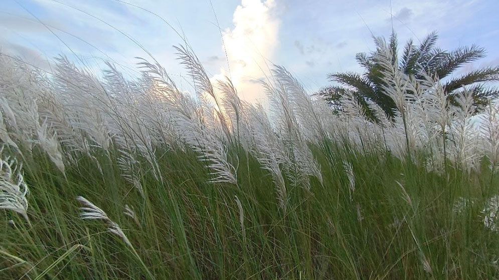 শরতের স্নিগ্ধতা ছড়াচ্ছে শ্বেত-শুভ্র কাশফুল
