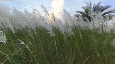 শরতের স্নিগ্ধতা ছড়াচ্ছে শ্বেত-শুভ্র কাশফুল