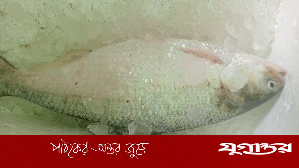 এক ইলিশ ৯ হাজার টাকায় বিক্রি