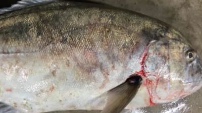 বঙ্গোপসাগরে ধরা পড়ল ৩০ কেজির ‘ট্রেভ্যালি ফিশ’