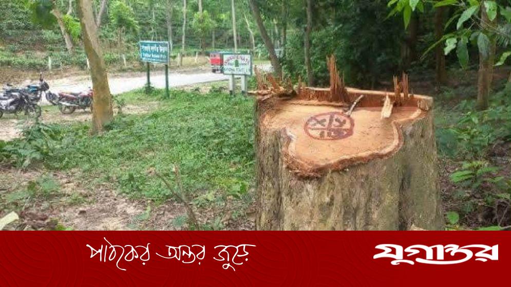 গাছ চুরির অভিযোগে বন বিভাগের চারজনের নামে মামলা