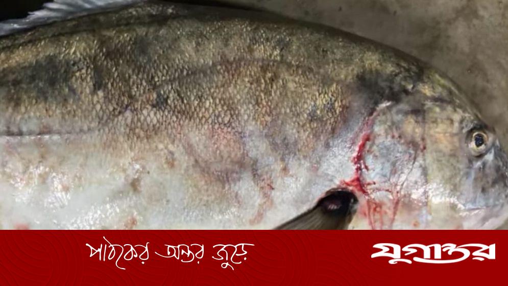 বঙ্গোপসাগরে ধরা পড়ল ৩০ কেজির ‘ট্রেভ্যালি ফিশ’