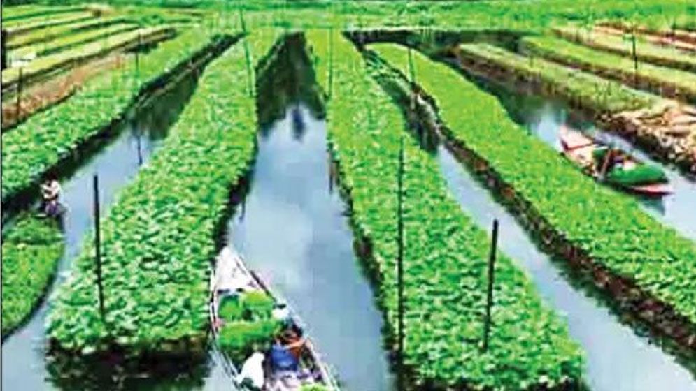 পিরোজপুরে পানির ওপর ধাপ তৈরি করে ভাসমান পদ্ধতিতে চাষ করা বিভিন্ন জাতের সবজি। ছবি: যুগান্তর