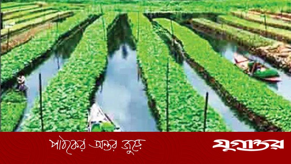 পিরোজপুরে ভাসমান সবজি চাষে সাফল্য
