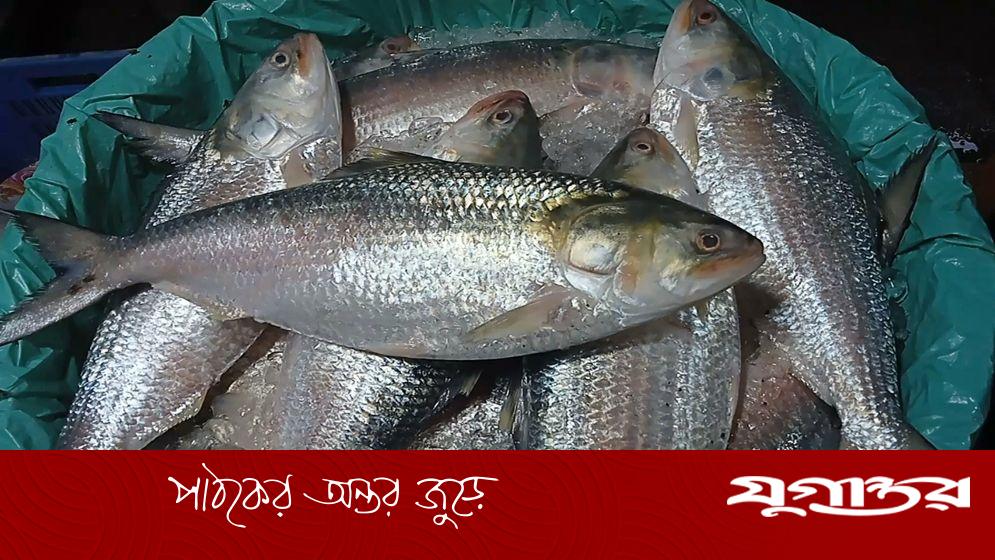 ভারতে রপ্তানি হবে এমন ঘোষণায় ইলিশের দাম অস্বাভাবিক