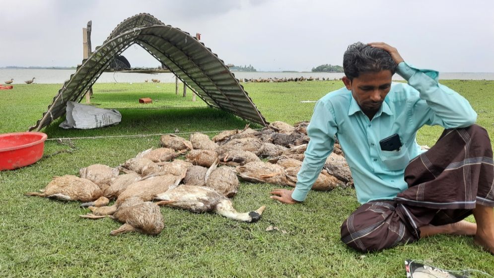 হাওড়ে বিষ দিয়ে ৩ হাজার হাঁস নিধন, খামারির মাথায় হাত