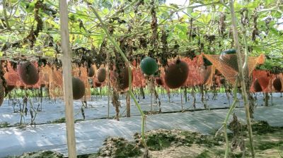 কেন্দুয়ায় সুপার কুইন তরমুজে কৃষকের হাসি