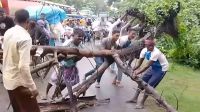 ব্যস্ত মহাসড়কে হঠাৎ উপড়ে পড়ল গাছ