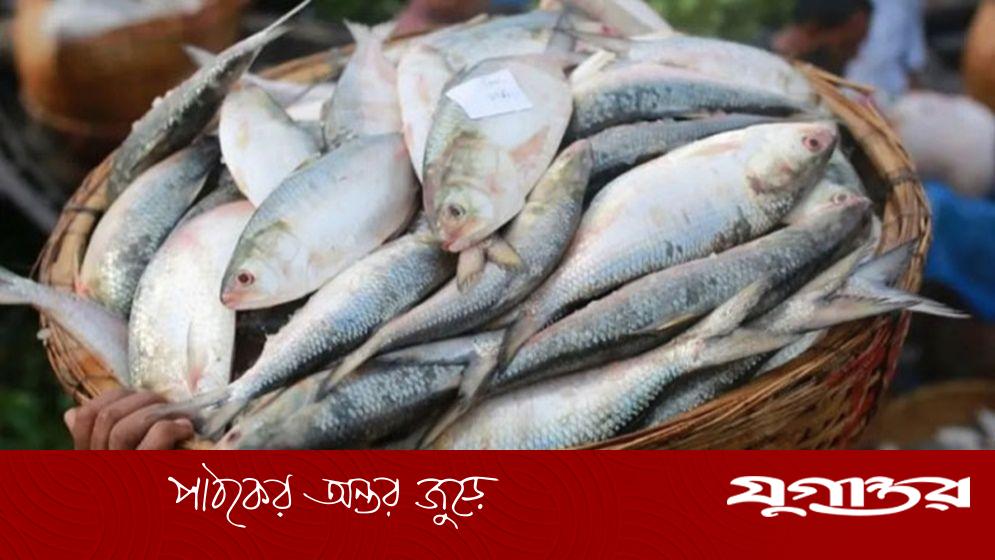 ভরা মৌসুমেও ইলিশের জন্য হাহাকার