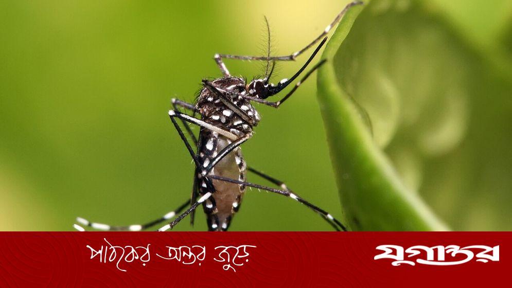 ঘরে ঘরে ডেঙ্গু-চিকুনগুনিয়া আতঙ্কিত সাধারণ মানুষ