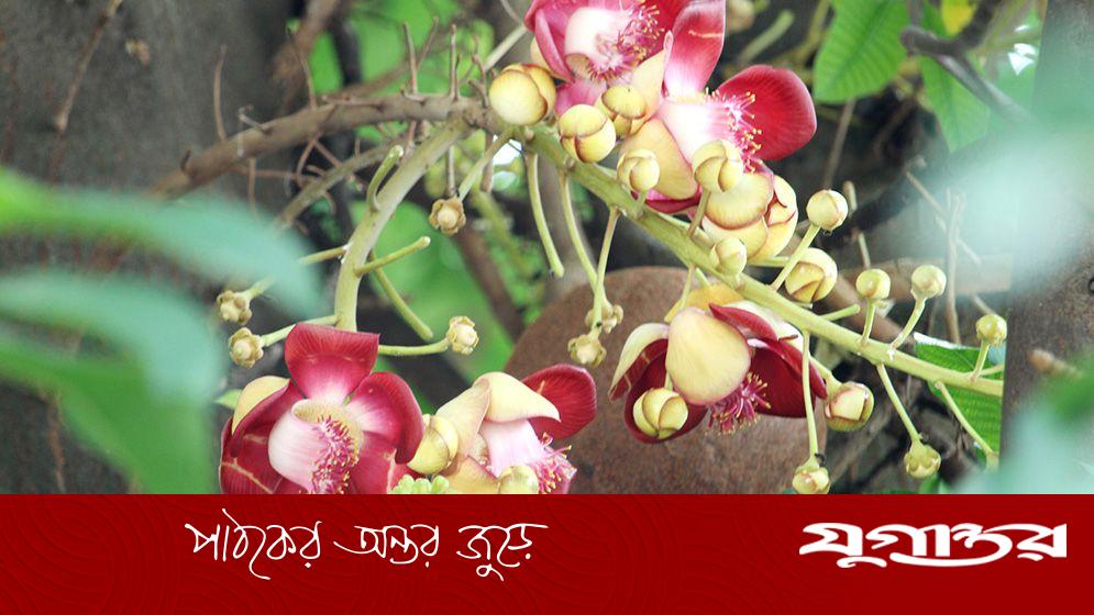 প্রকৃতির সৌন্দর্য দৃষ্টিনন্দন নাগলিঙ্গম ফুল